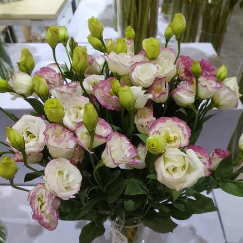 Premium Lisianthus Seeds – Grow Elegant, Long-Lasting Blooms in Your Garden