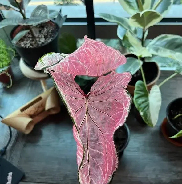 Pink Princess Beauty - Rare