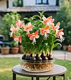 Phalaenopsis Lantern Flower Bulbs