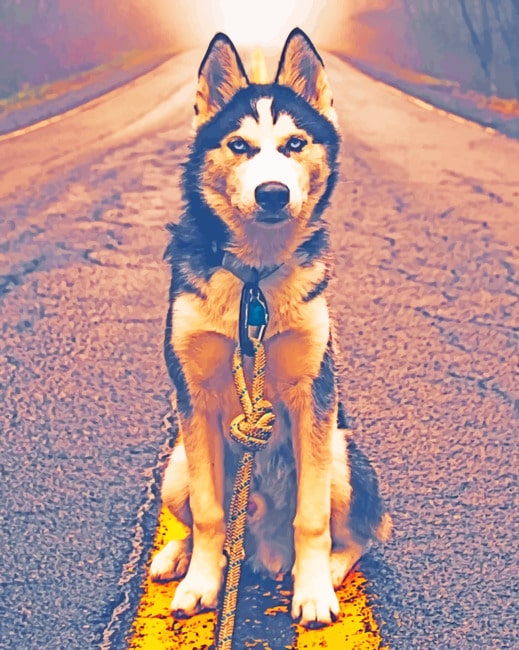 

Siberian Husky In Road – Paint By Numbers - 40*50CM, 501 Original