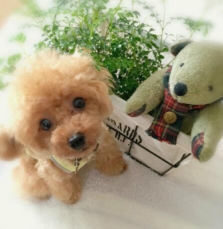 lovely gifts realistic teddy dog