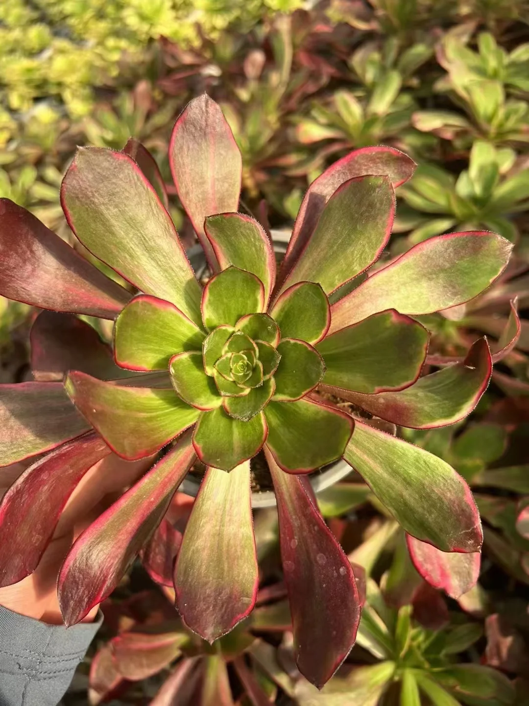 412.  Voodoo variation  single head and cutting /Aeonium plants / Garden landscape / Carefully select healthy plants