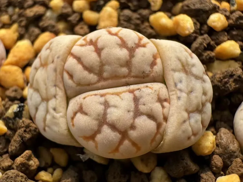 plant Aeonium Echeveria Haworthia  Caudex  Lithops Cactus  Agave 