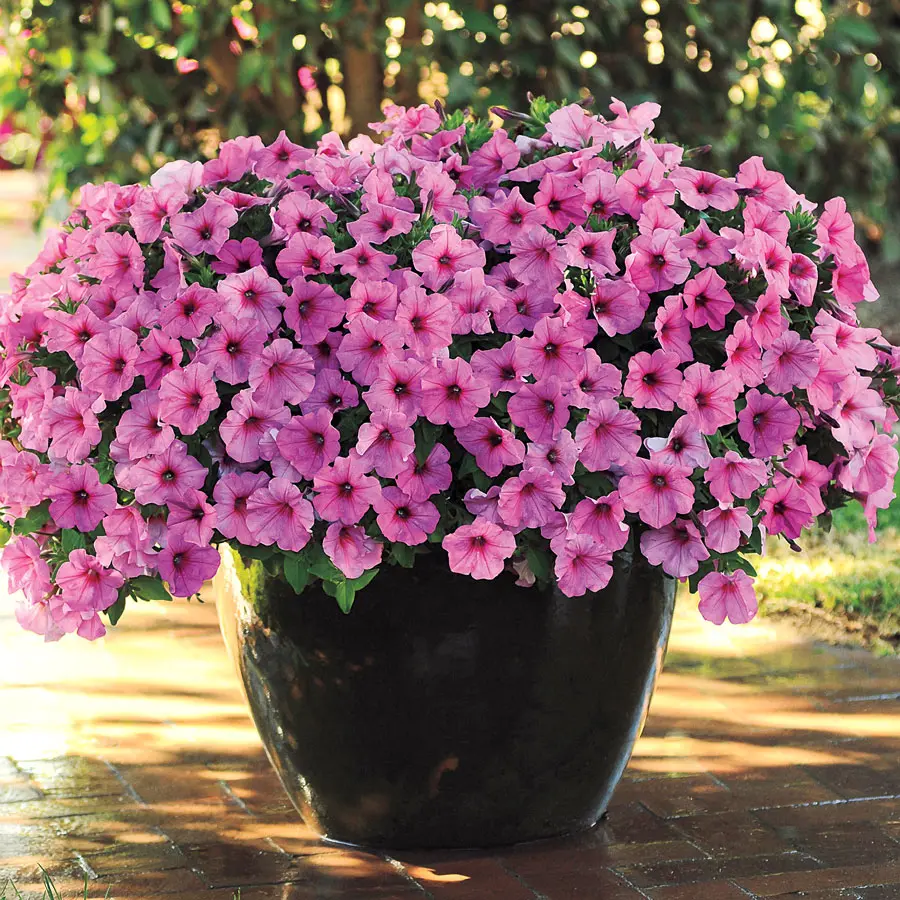 Multi-Colored  Petunia-Chilean Morning Glory Seeds