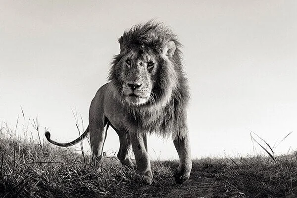 Minimalist Black and White Lion Animal Personality Mural Poster Home Interior Room Bedroom Wall Decoration Canvas Art (no Frame) 530