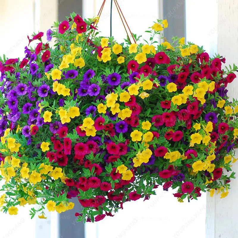 Multi-Colored  Petunia-Chilean Morning Glory Seeds