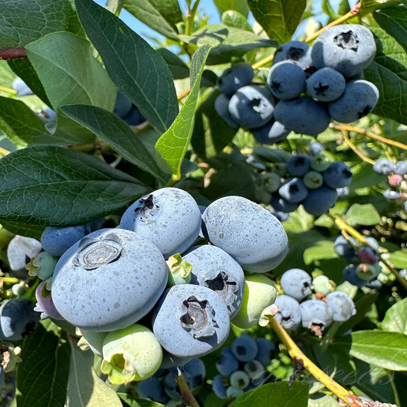 Giant Blueberry🫐Fruit Seeds (HIGH YIELD)