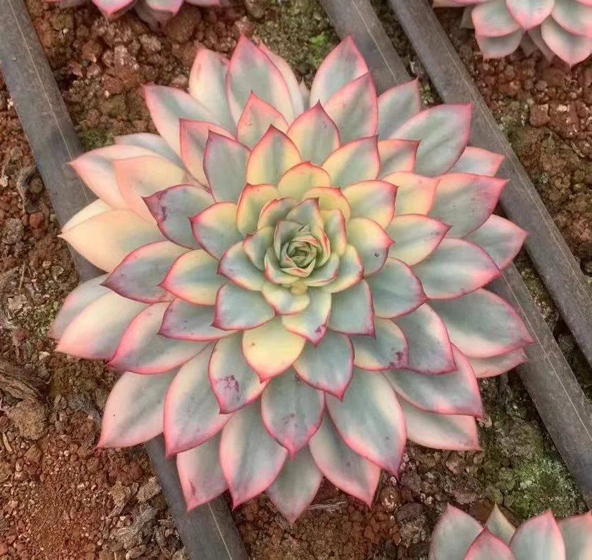  227. Echeveria esther variegated single head 5-6cm/ Echeveria / Succulent plants / Garden landscape / Carefully select healthy plants