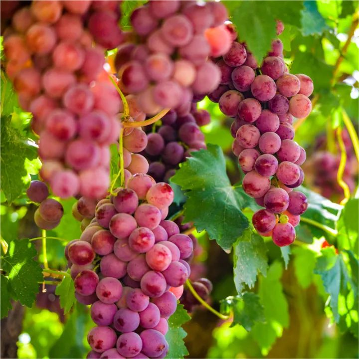 Red Grapes Seeds(🪴Can be potted)