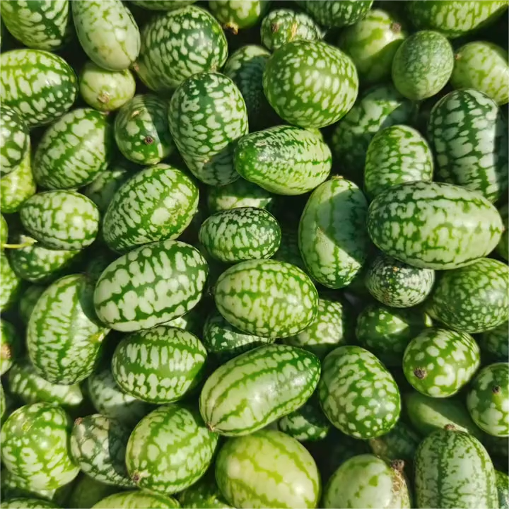 Thumb Watermelon