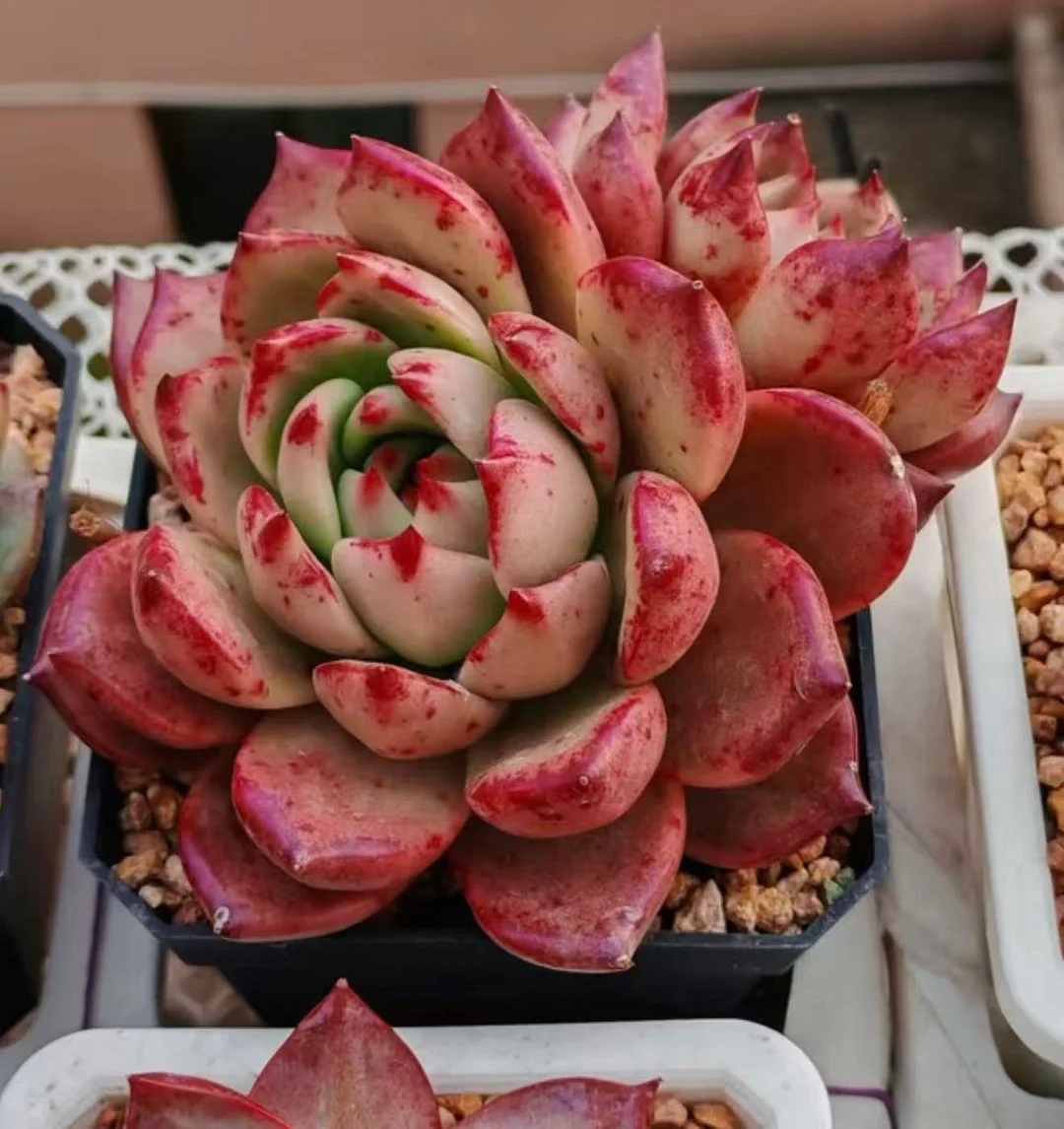 plant Aeonium Echeveria Haworthia  Caudex  Lithops Cactus  Agave 