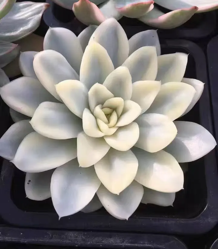 plant Aeonium Echeveria Haworthia  Caudex  Lithops Cactus  Agave 