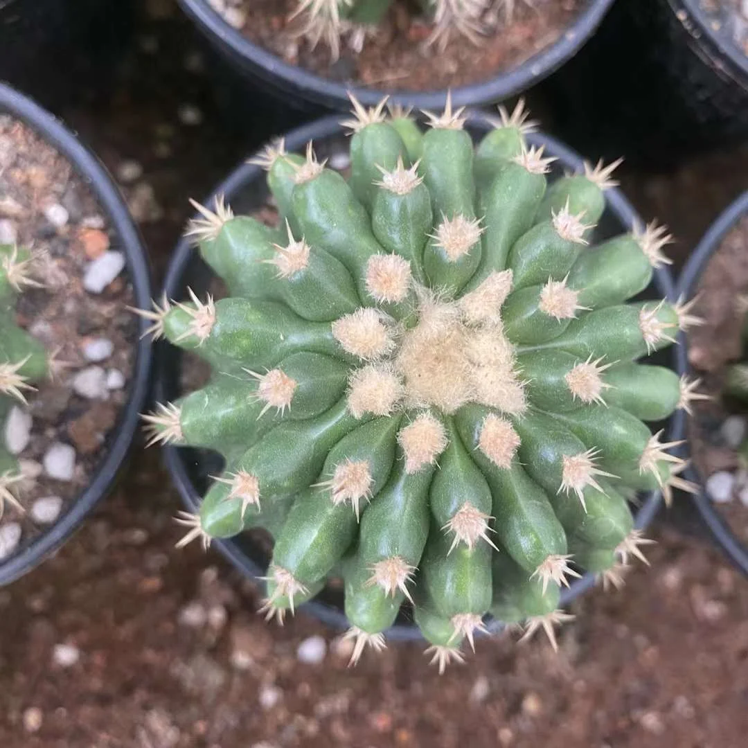 plant Aeonium Echeveria Haworthia  Caudex  Lithops Cactus  Agave 