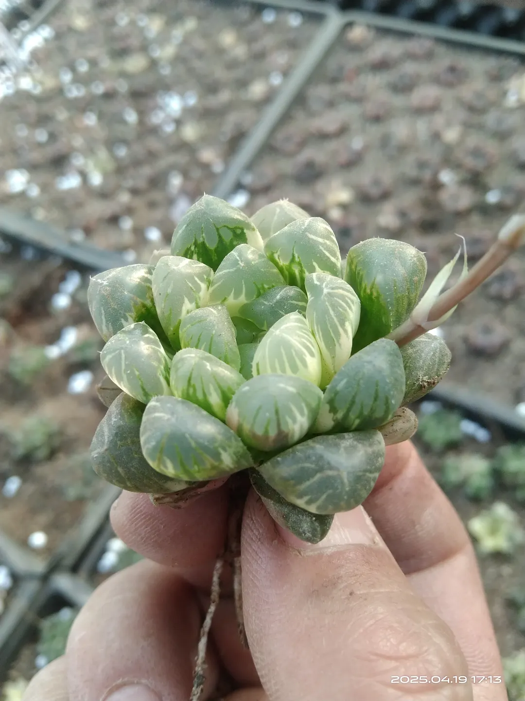 plant Aeonium Echeveria Haworthia  Caudex  Lithops Cactus  Agave 