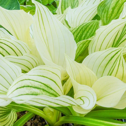 Improved White Feather Hosta Plants