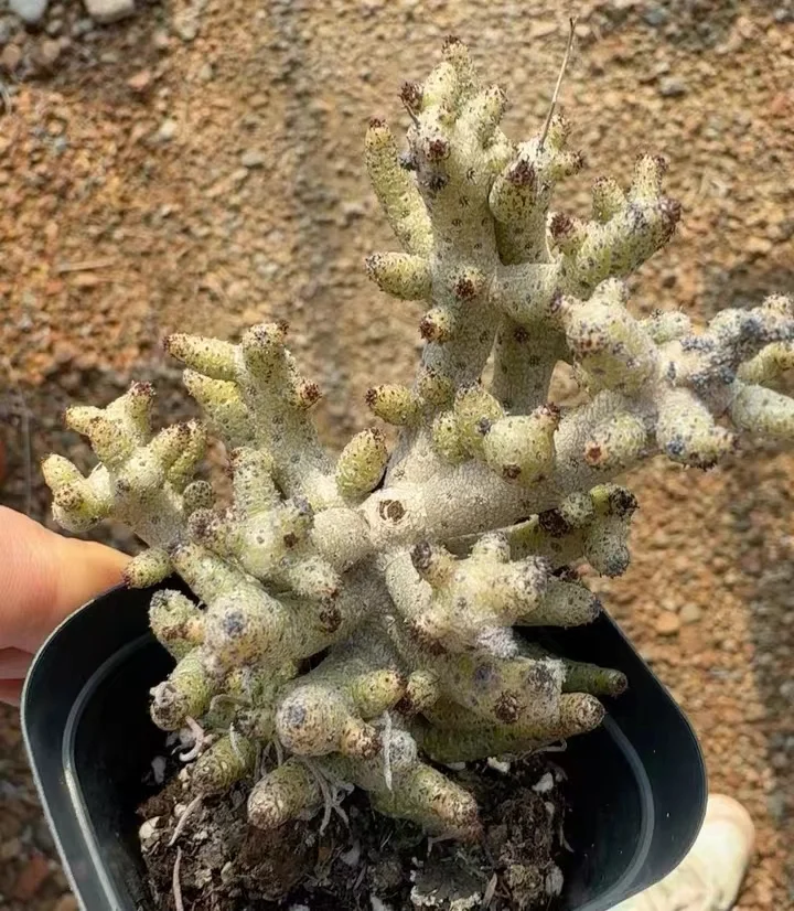 plant Aeonium Echeveria Haworthia  Caudex  Lithops Cactus  Agave 