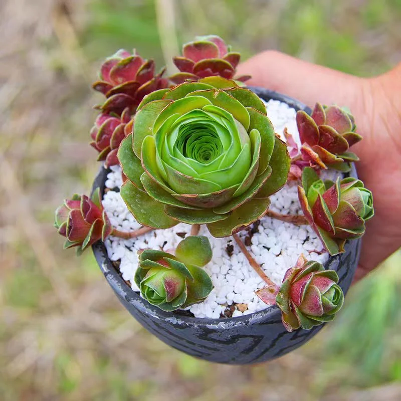 plant Aeonium Echeveria Haworthia  Caudex  Lithops Cactus  Agave 