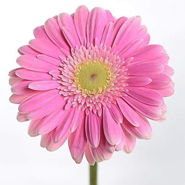 Pink Double Gerbera Chrysanthemum Seeds, Sunflowers Jonyparkseed®
