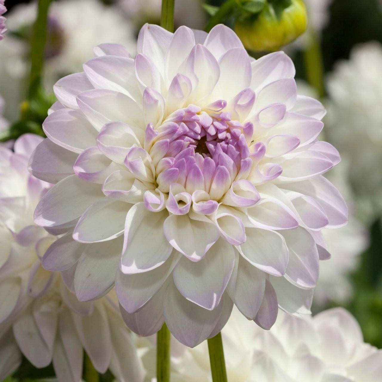Dahlia ‘Eveline’ Seeds Jonyparkseed®