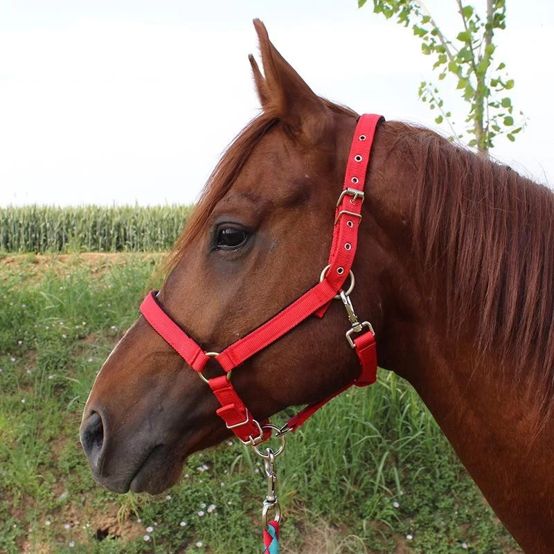 Nylon Full-Line Board Horse Rein Headstall Equestrian Supplies, Specification: XL 