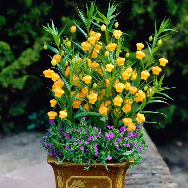 Sandersonia Aurantiaca Seeds