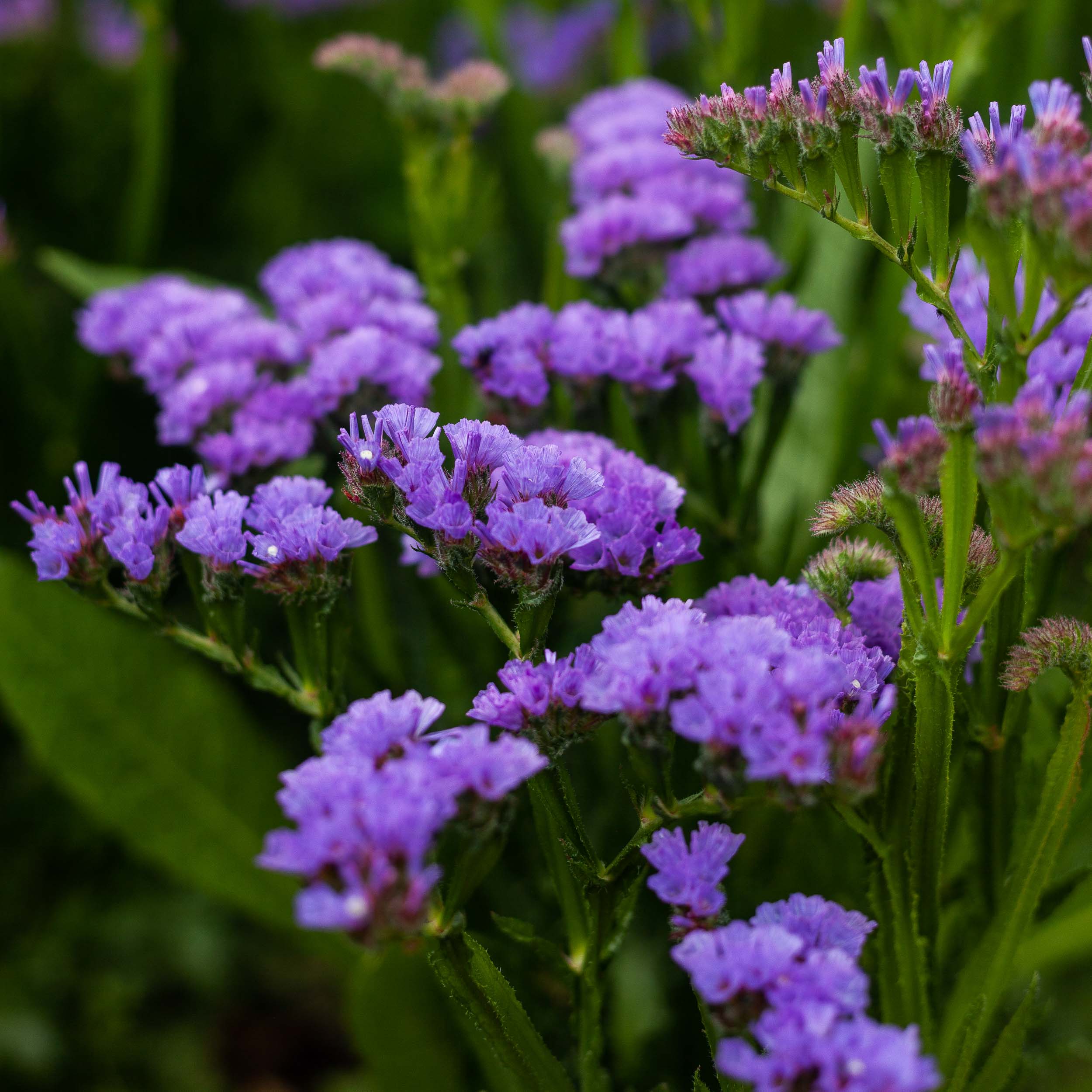 Statice Midnight Blue Flower | X 50 Seeds