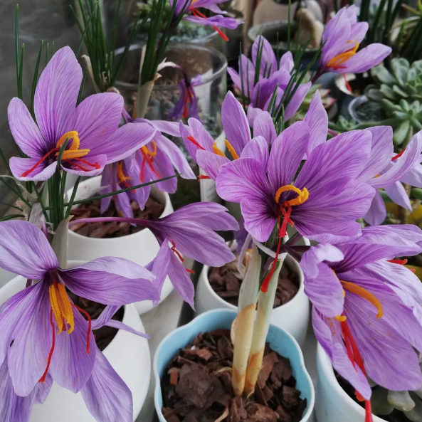 🌹Saffron Bulbs