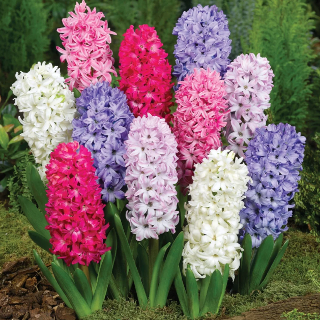 💐Hyacinth Bulbs&mdash;Easy To Grow / 60% OFF
