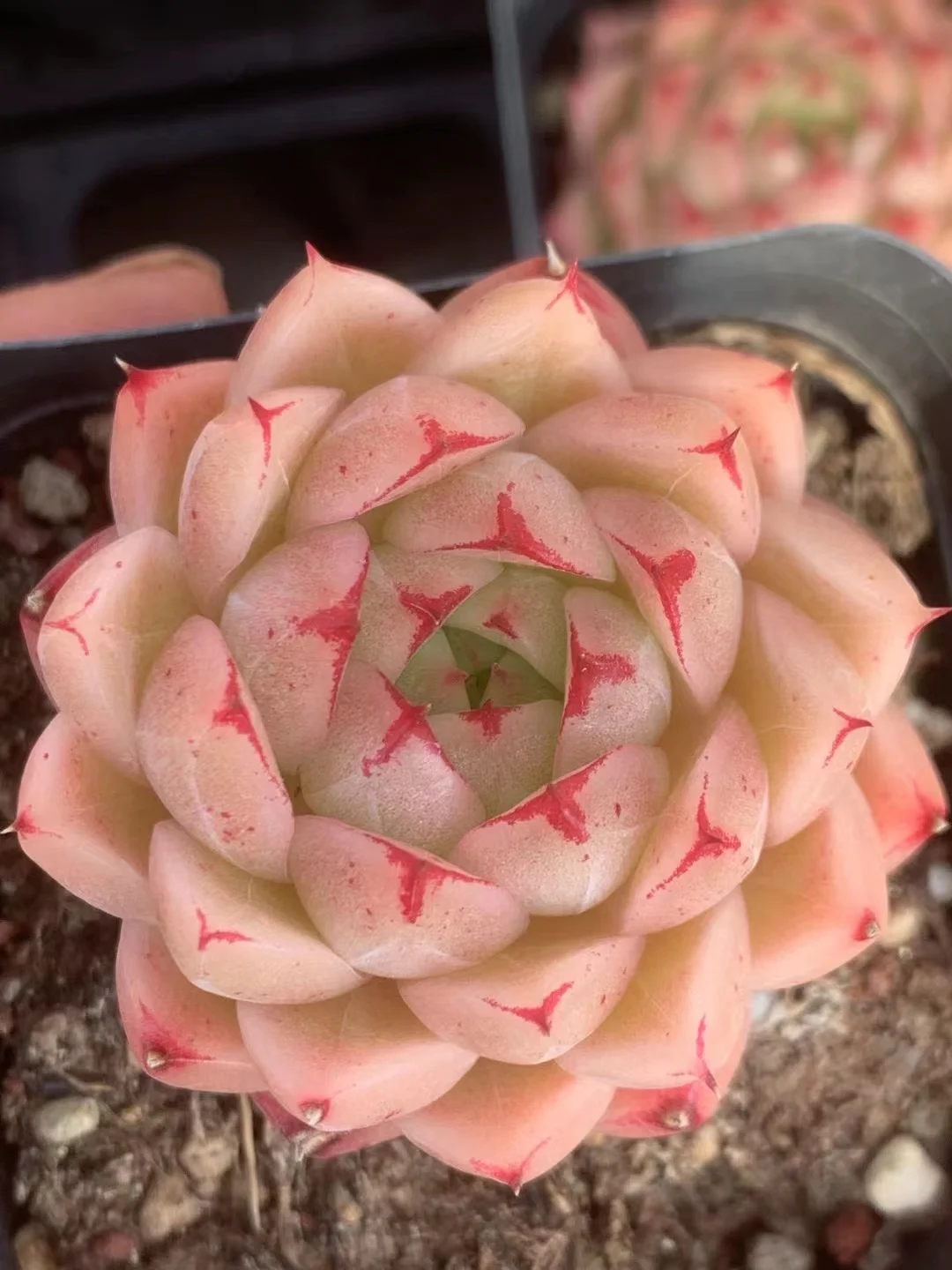 plant Aeonium Echeveria Haworthia  Caudex  Lithops Cactus  Agave 