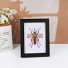 8pcs Insect DIY Mini Round Diamond Painting Set 12x17cm