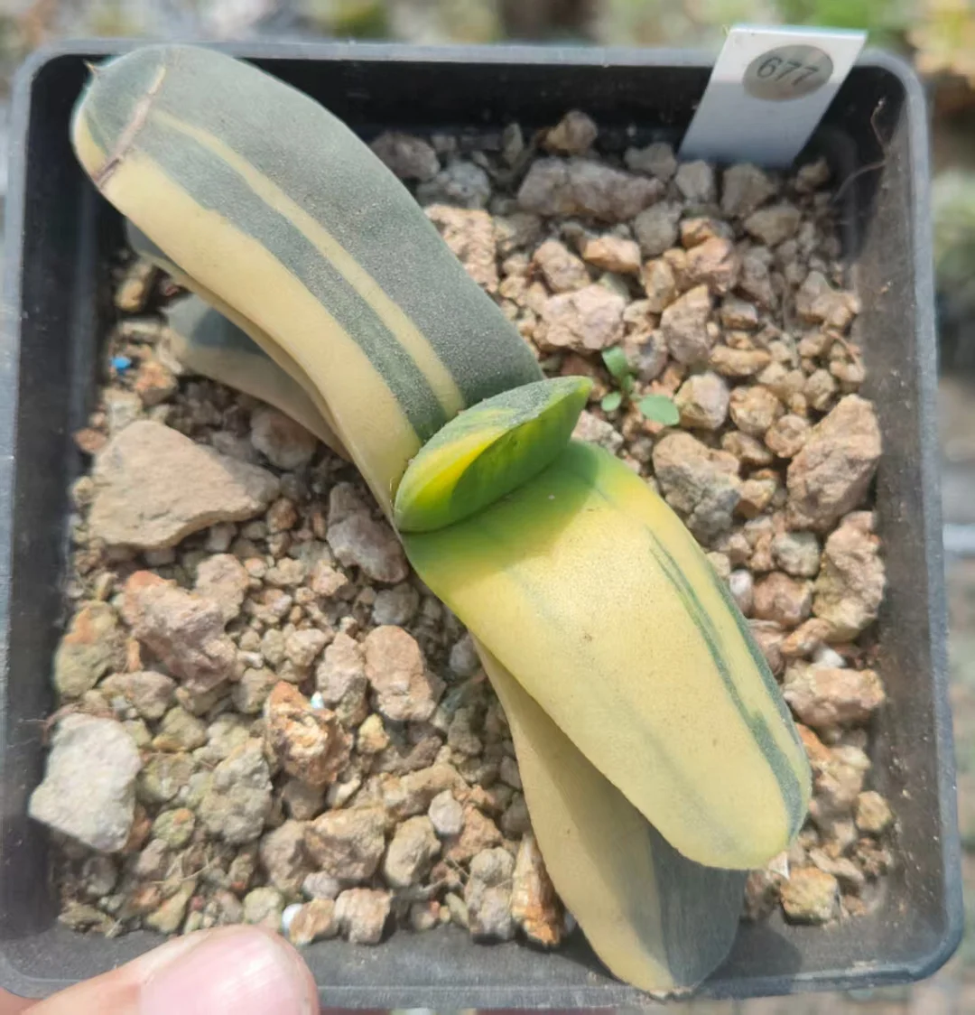 onestock.Gasteriea armstrongii f.variegata 9cm/ Haworthia/ Succulent plants / Garden landscape / Carefully select healthy plants