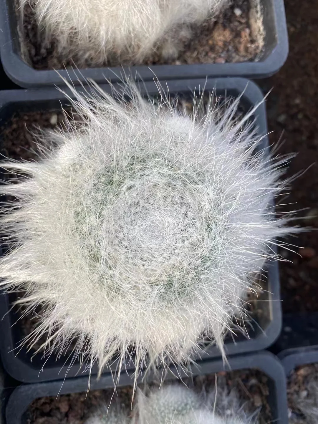 plant Aeonium Echeveria Haworthia  Caudex  Lithops Cactus  Agave 