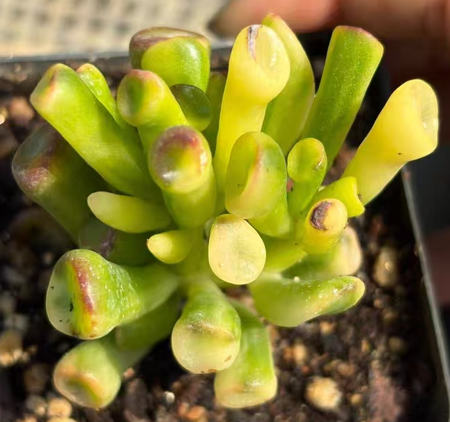 plant Aeonium Echeveria Haworthia  Caudex  Lithops Cactus  Agave 