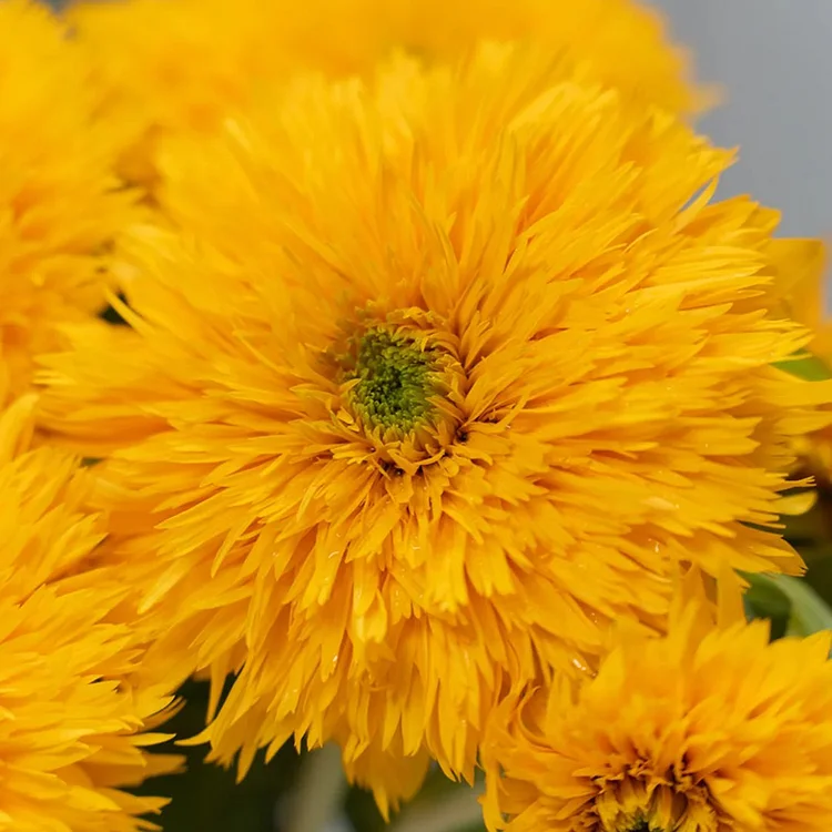 Teddy Bear Sunflowers🌻Seeds
