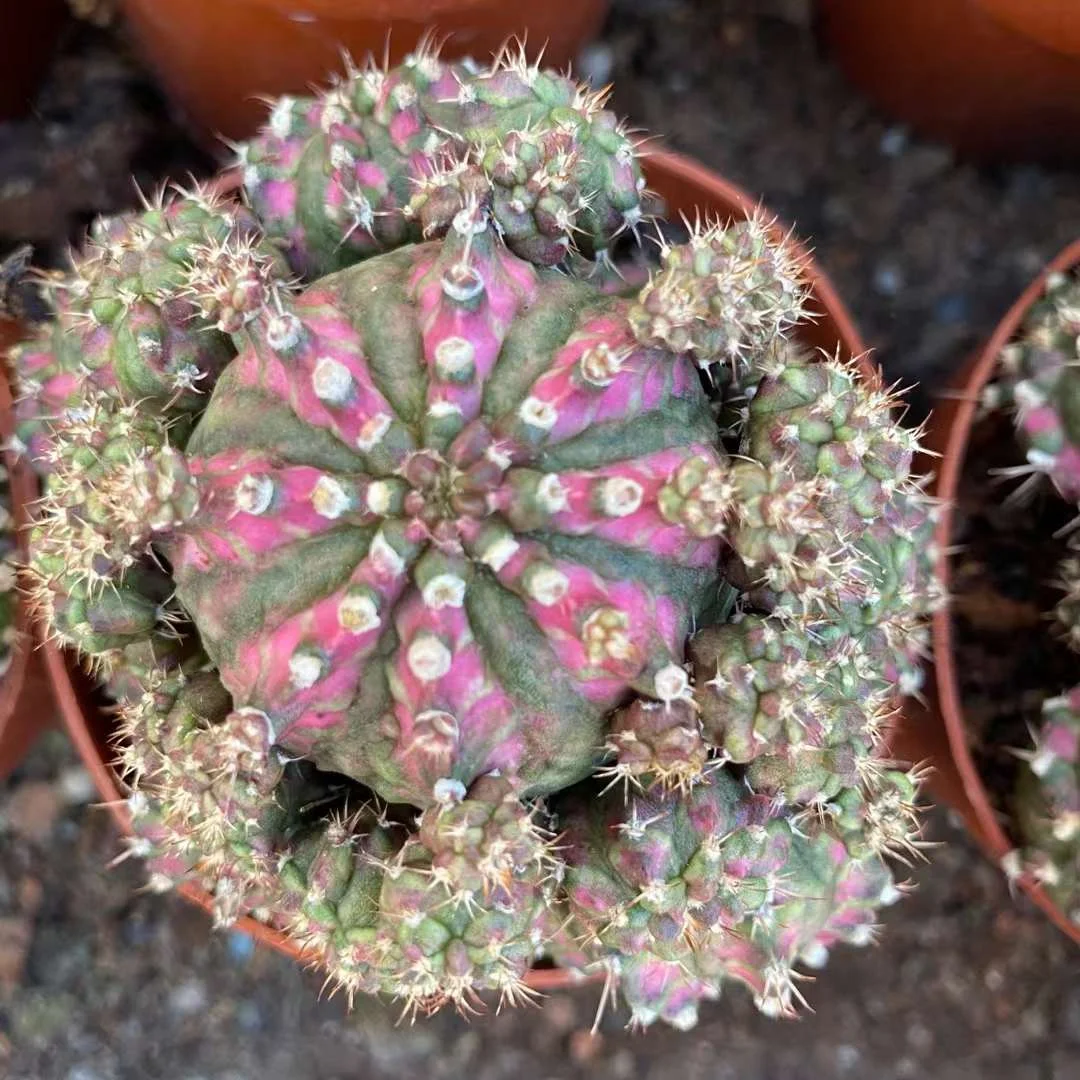 plant Aeonium Echeveria Haworthia  Caudex  Lithops Cactus  Agave 