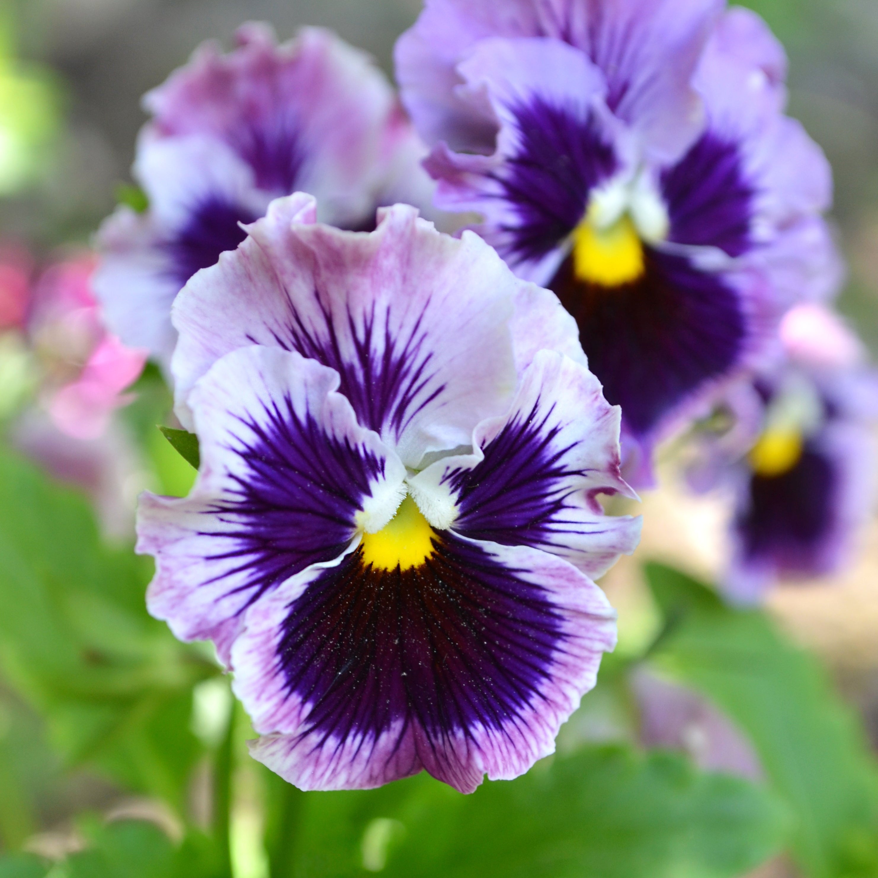 Viola Pansy Flamenco Tricolour Rose Flower | X 30 Seeds