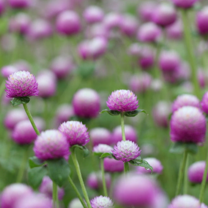 Gomphrena Audray Bicolour Pink Flower | X 50 Seeds