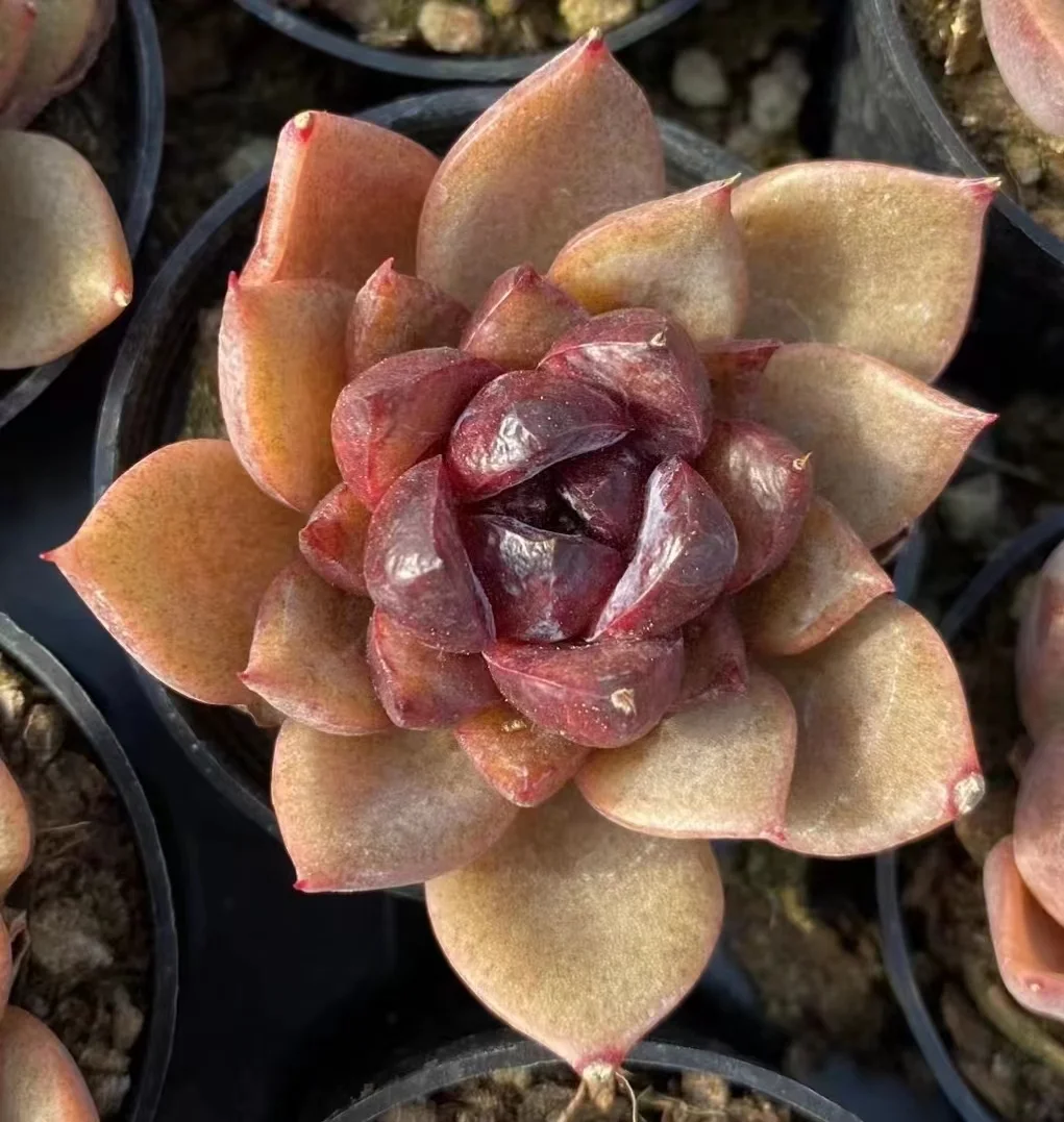 plant Aeonium Echeveria Haworthia  Caudex  Lithops Cactus  Agave 