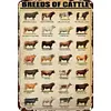 Breeds Of Cattle - Metal Tin Signs(8*12Inch/12*16Inch) - Animal