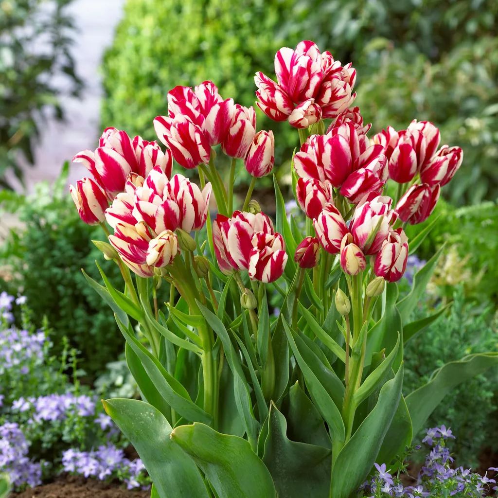 Flaming Club Tulip Seeds