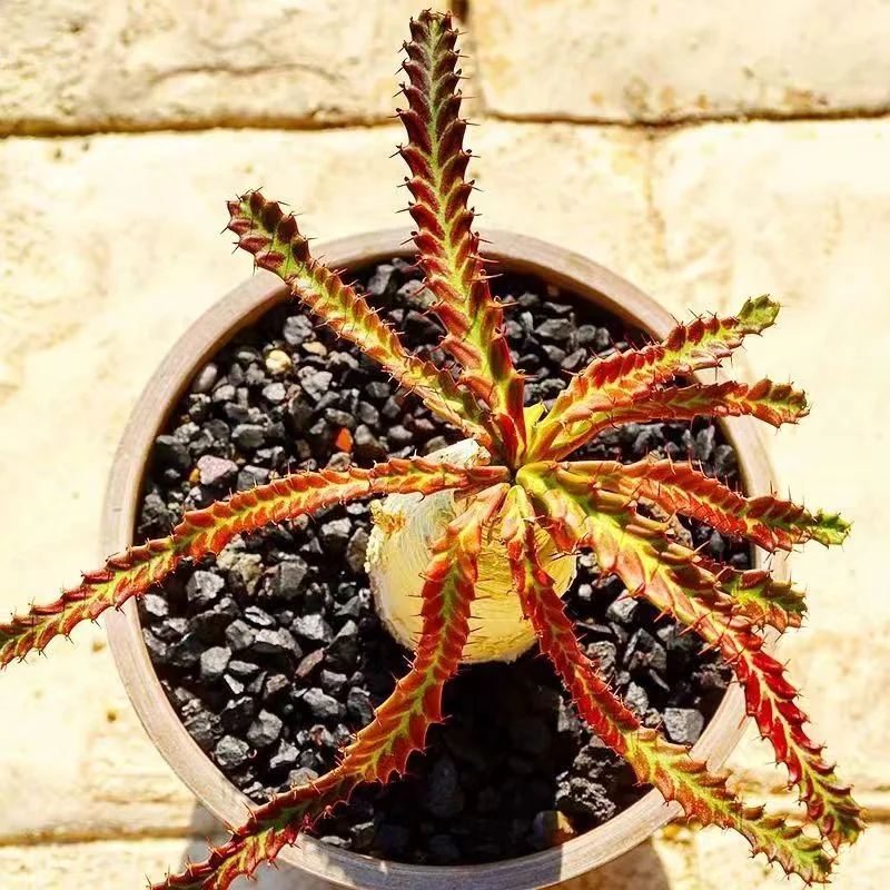 plant Aeonium Echeveria Haworthia  Caudex  Lithops Cactus  Agave 