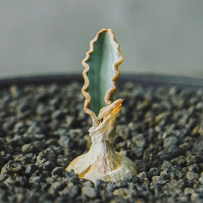 plant Aeonium Echeveria Haworthia  Caudex  Lithops Cactus  Agave 