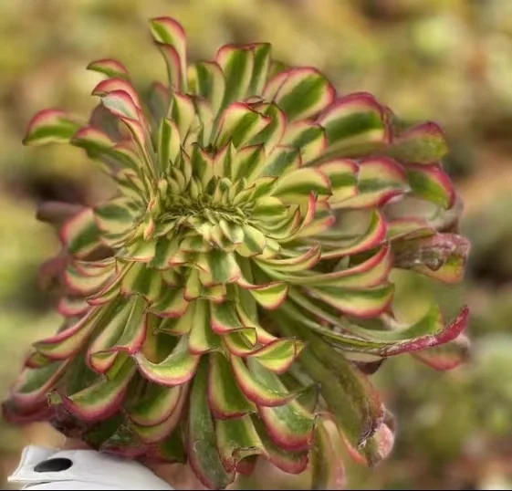 194.  Venus crested cutting 6cm/ Aeonium cutting/ Aeonium crested/Aeonium plants  / Garden landscape / Carefully select healthy plants