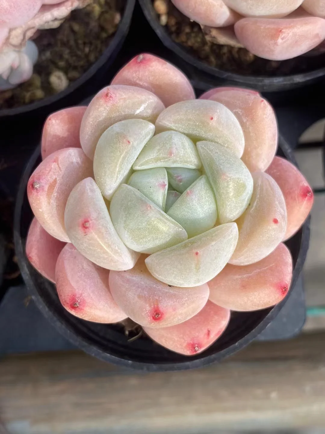 plant Aeonium Echeveria Haworthia  Caudex  Lithops Cactus  Agave 