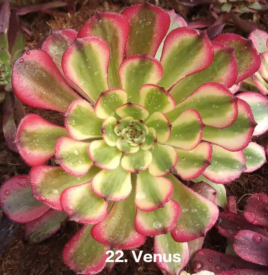 plant Aeonium Echeveria Haworthia  Caudex  Lithops Cactus  Agave 