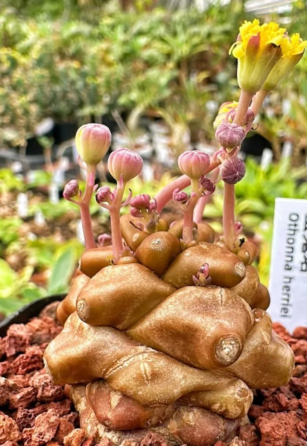 plant Aeonium Echeveria Haworthia  Caudex  Lithops Cactus  Agave 