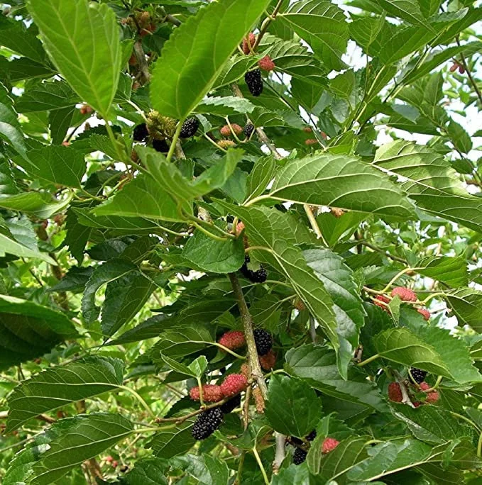 Stratified Mulberry Fruit Seeds