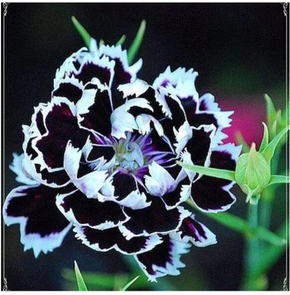 Dianthus Heddewigii Black White Carnation Flower Seed, Dianthus Flower, Natural, Non GMO, Heirloom