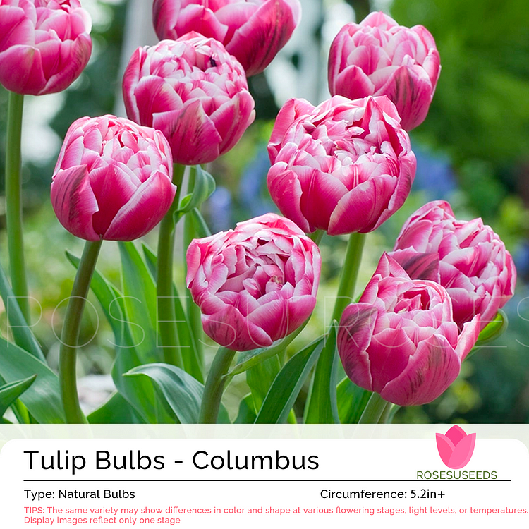 Tulip Bulbs - Columbus