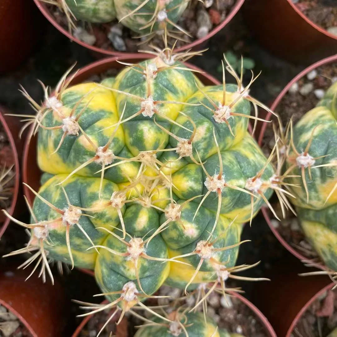 plant Aeonium Echeveria Haworthia  Caudex  Lithops Cactus  Agave 